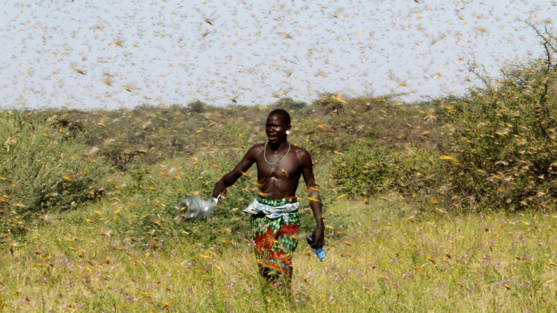 Funding gaps could lead to locust devastation in East Africa | Devex