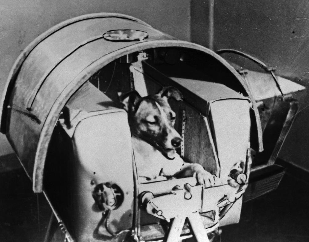 Laika, Russian cosmonaut dog, 1957.