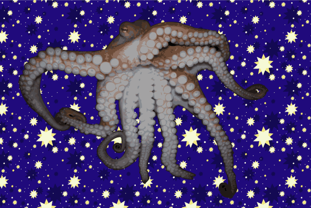 octopus