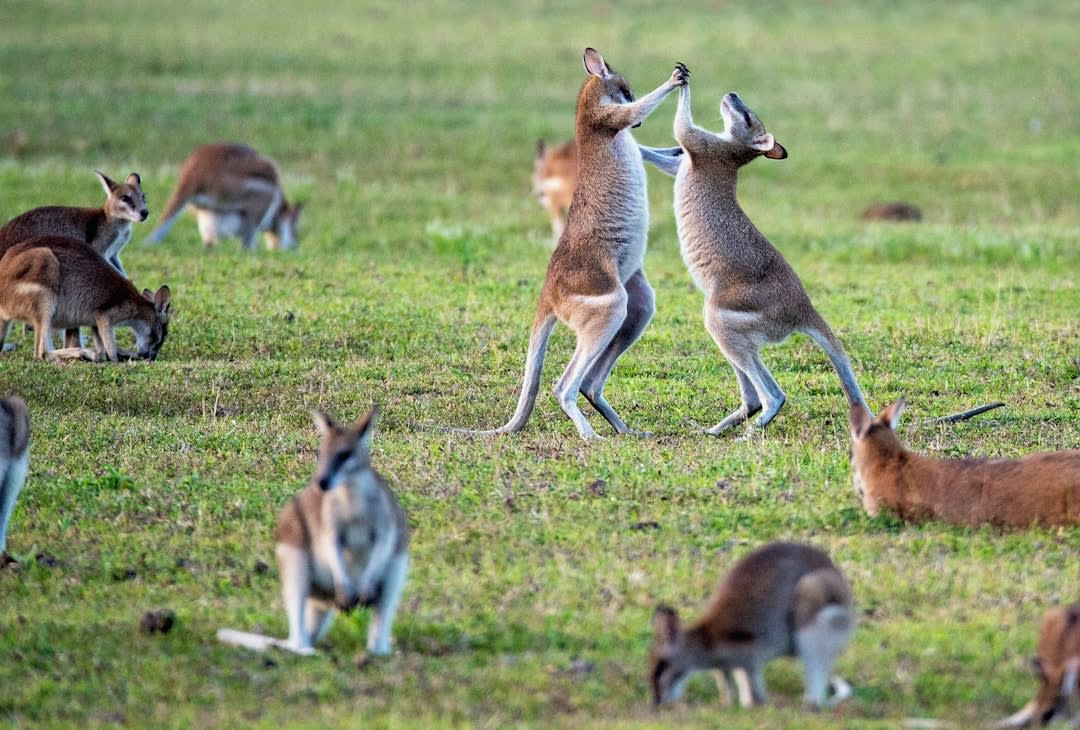 Cover Image for Australia's Defense Spending: A Strategic Pivot or Economic Burden?