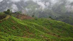 Cover Image for Colombian Conflict: A Modern-Day Tug-of-War in the Mountains
