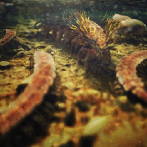 First Look: Ancient Fossil Mystery Cracked by Modern Tech