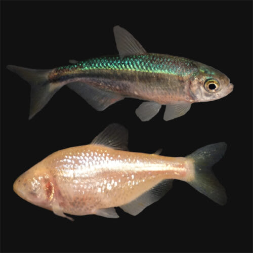 The Evolutionary Journey of Cavefish: A Tale of Darkness and Adaptation