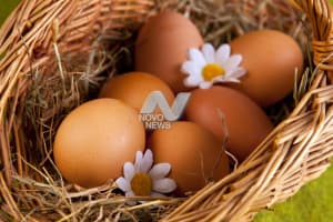 На ярмарку в заволжском районе Ульяновска привезут около 200 тысяч куриных яиц