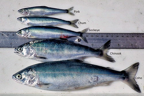 500x333-SalmonResearchInAlaskaImage003-sized.jpg