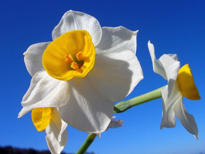 Многоцветковые, или тацетовидные (Tazetta, Bunch-flowered)