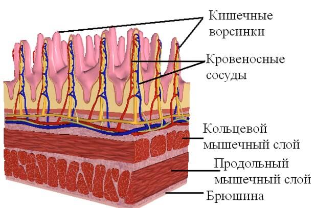Ворсинки тонкого кишечника (схема)
