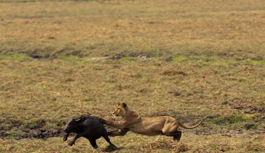 Katavi national park