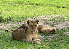 zanzibar-safaris