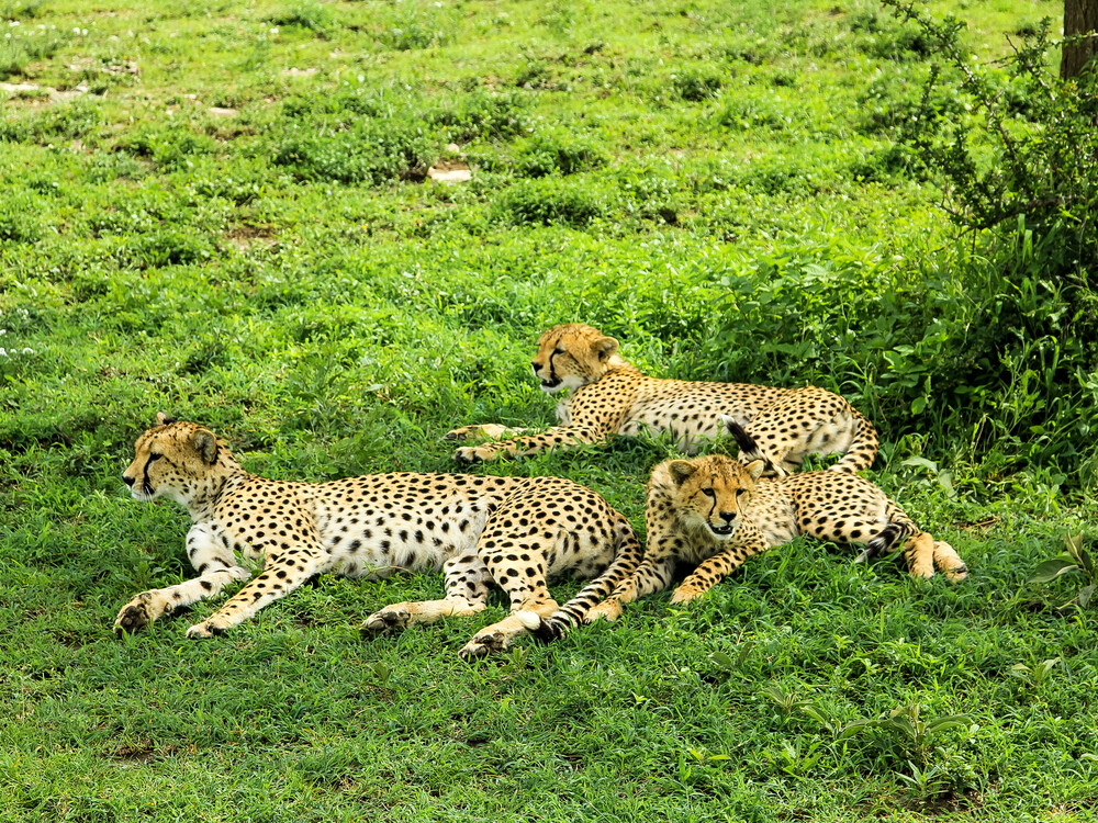 Tarangire National park