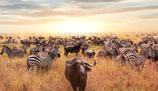 serengeti national park