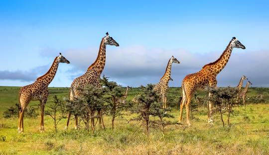 Serengeti National Park