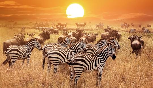 serengeti national park