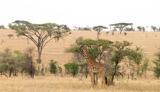serengeti national park