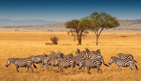 serengeti national park