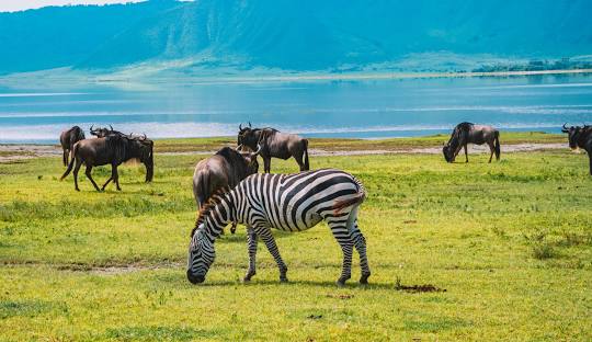 Ngorongoro Conservation Area