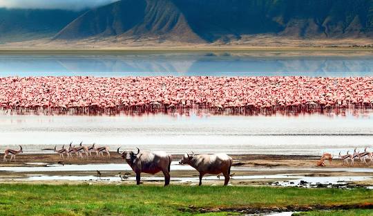 Ngorongoro Conservation Area