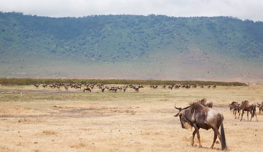 Ngorongoro Conservation Area