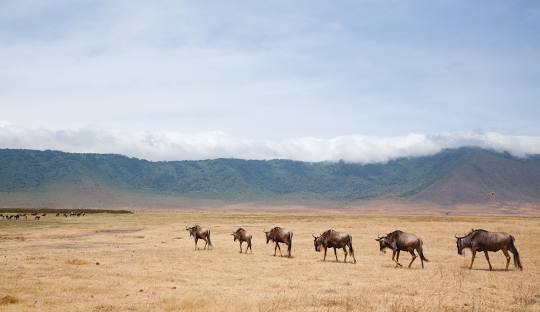 Ngorongoro Conservation Area