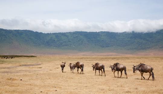 Ngorongoro Conservation Area