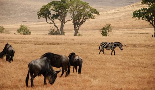 Ngorongoro Conservation Area