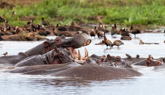 Lake Manyara