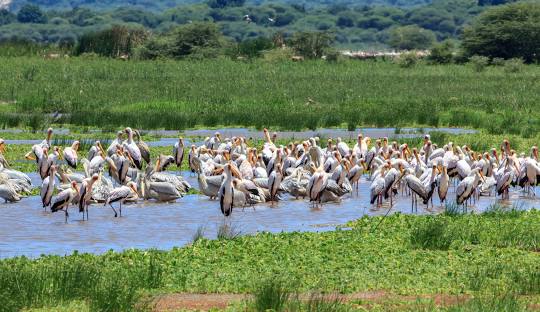 Lake Manyara
