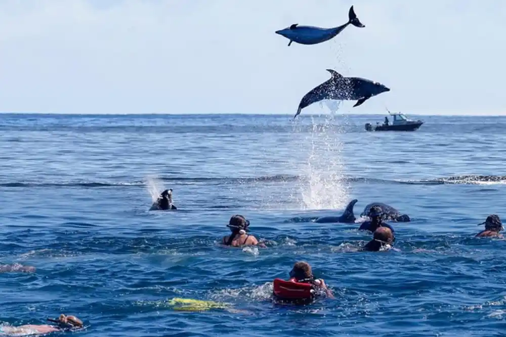 Dolphin Tour