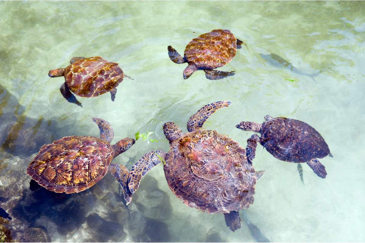 Nungwi Mnarani Aquarium