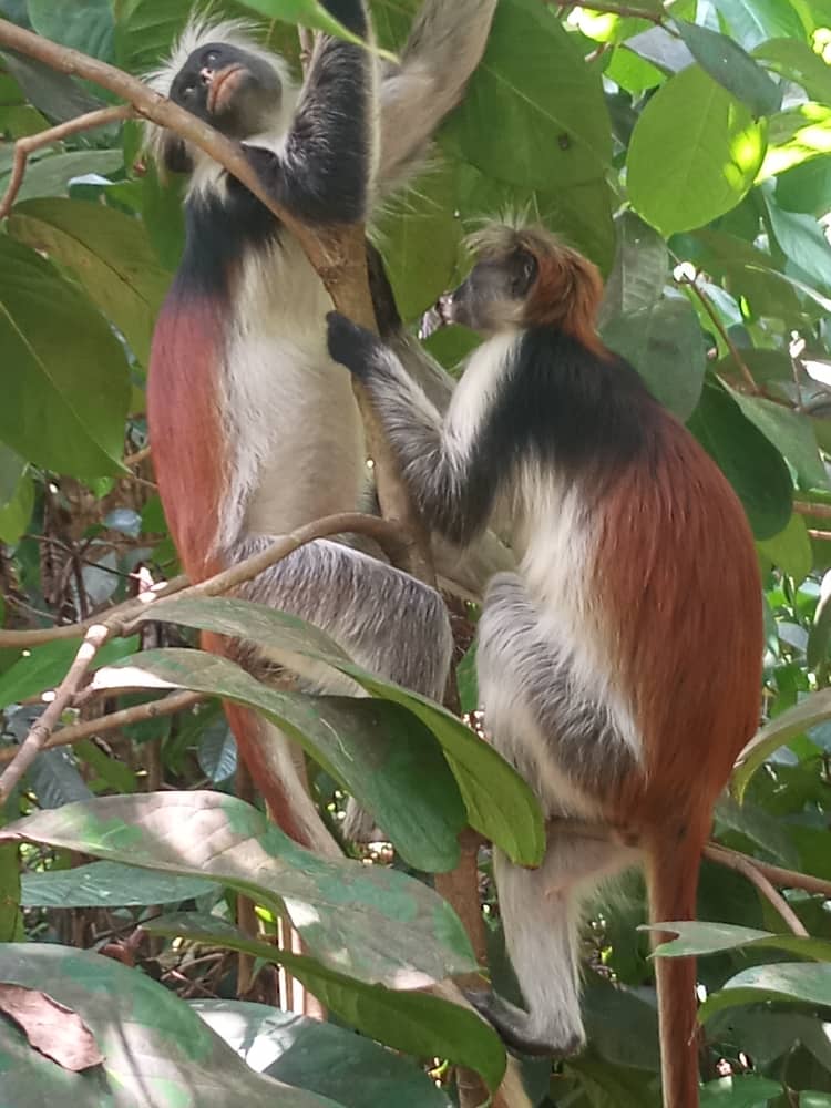 Jozani forest (Jozani Chwaka Bay National Park)