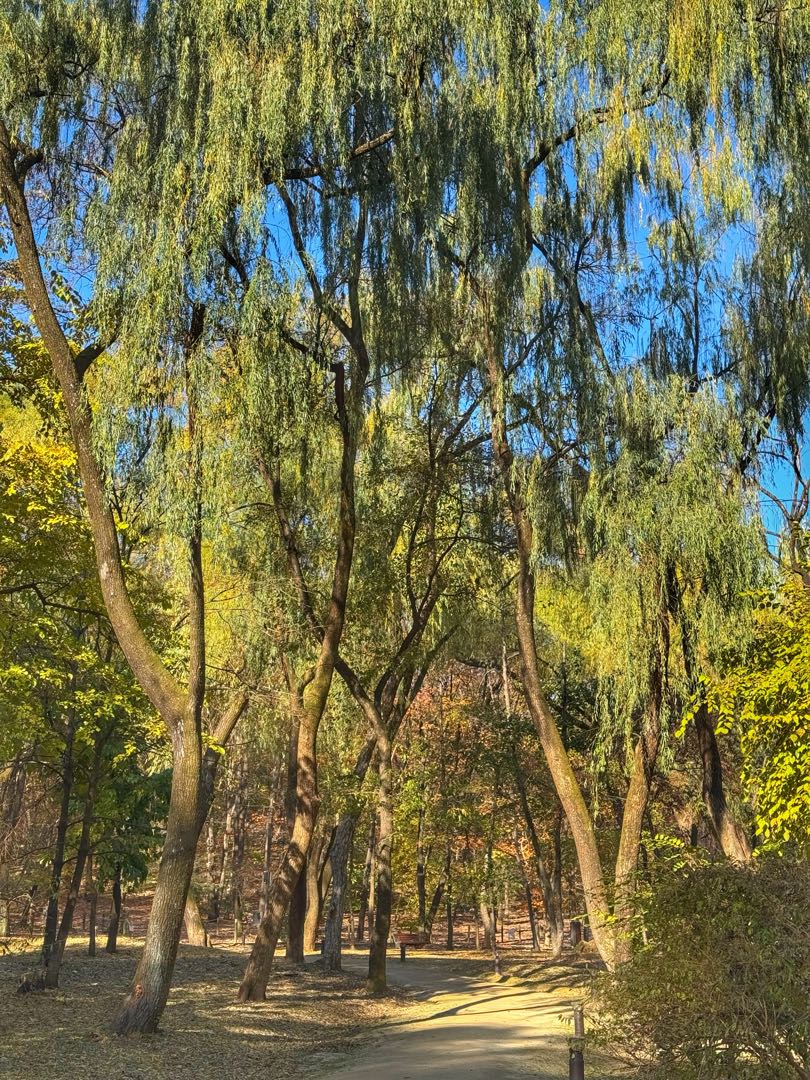 Walkings in Seoul🇰🇷😍