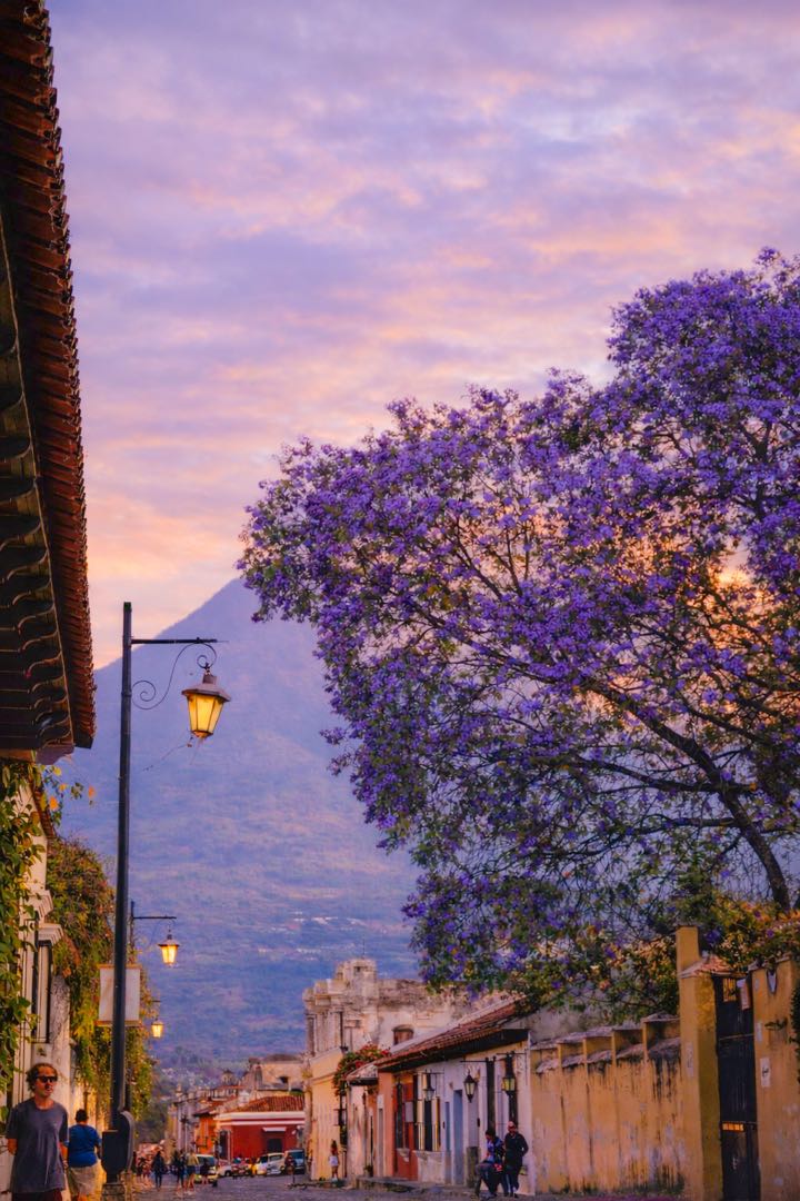 LAS JACARANDAS