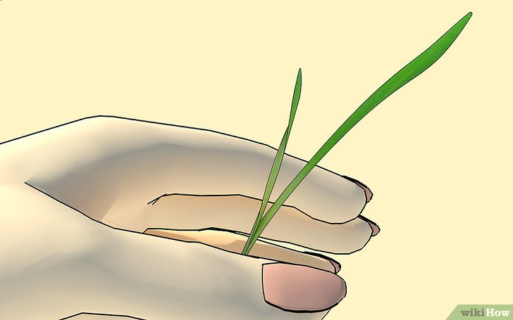 Изображение с названием Grow Wheatgrass at Home Step 8
