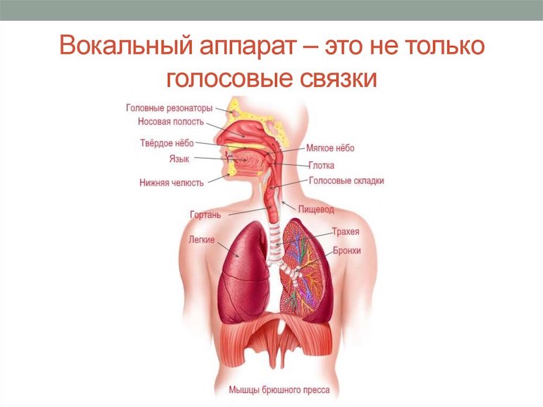 Органы, которые отвечают за голос у человека