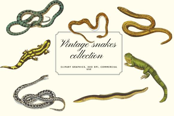 Vintage Snakes Illustration Collection