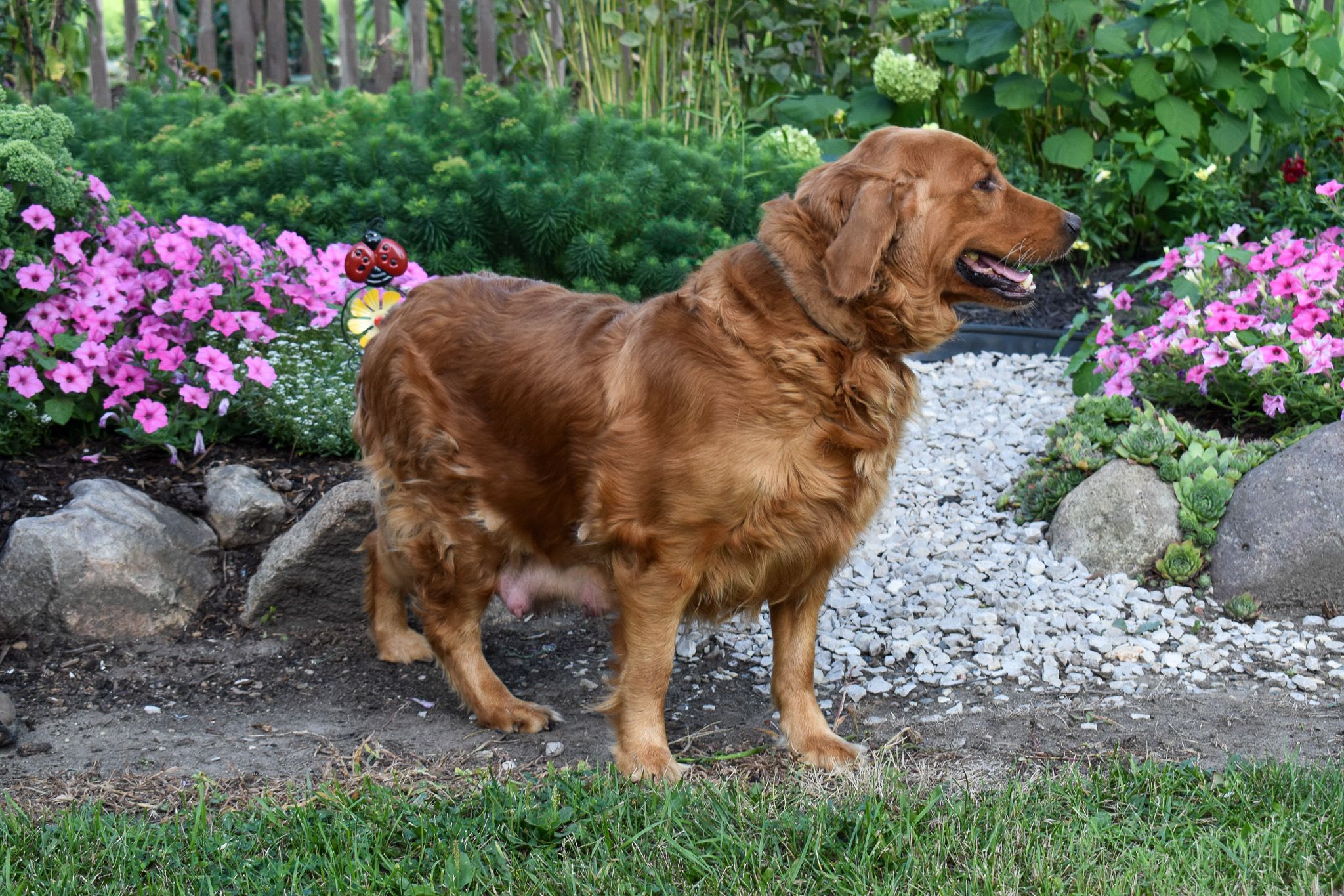 Golden Retriever female