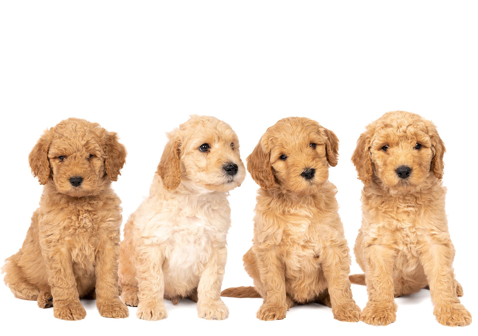 A group of Goldendoodle puppies sitting in a row