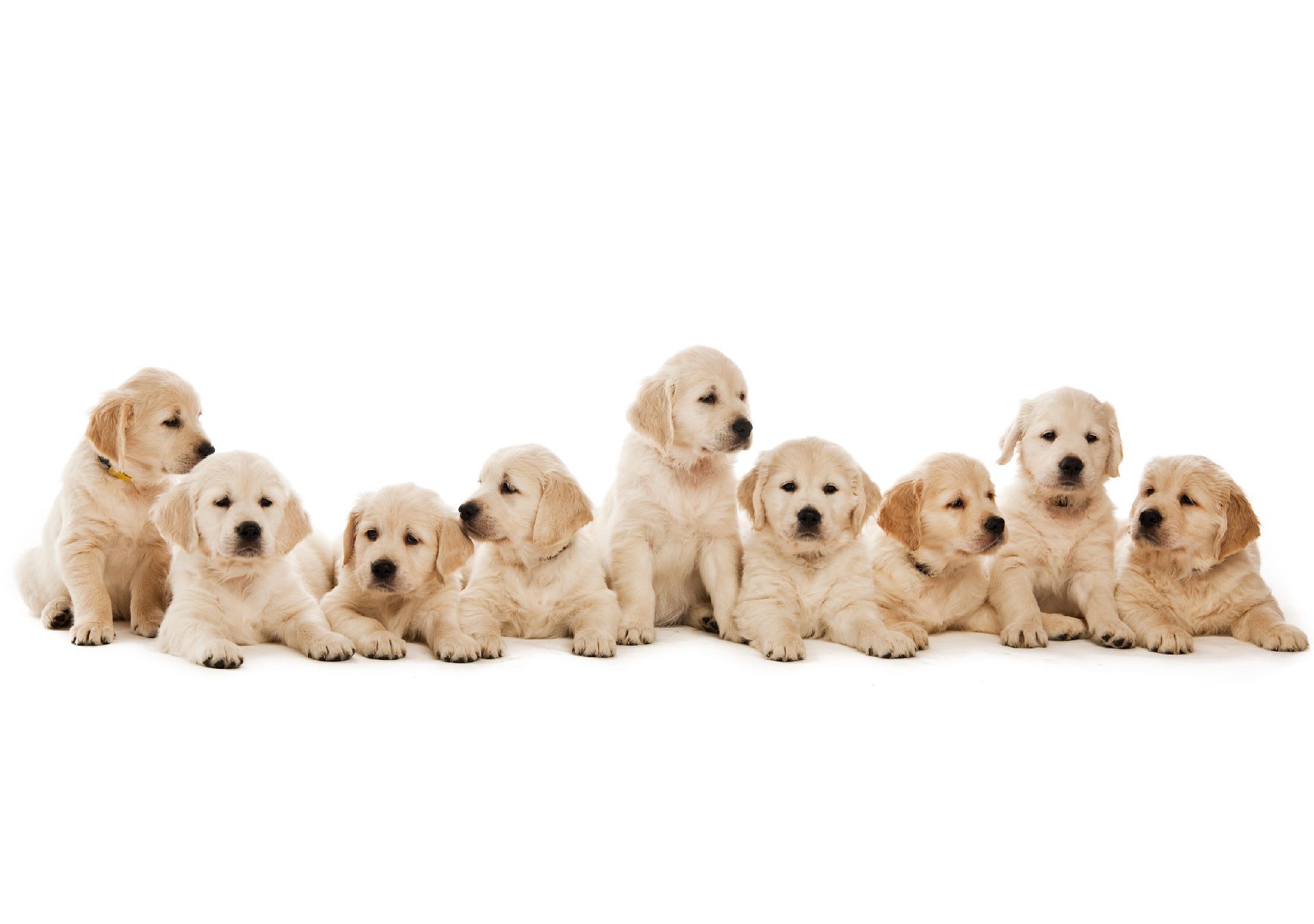 A group of Golden Retriever puppies sitting in a row