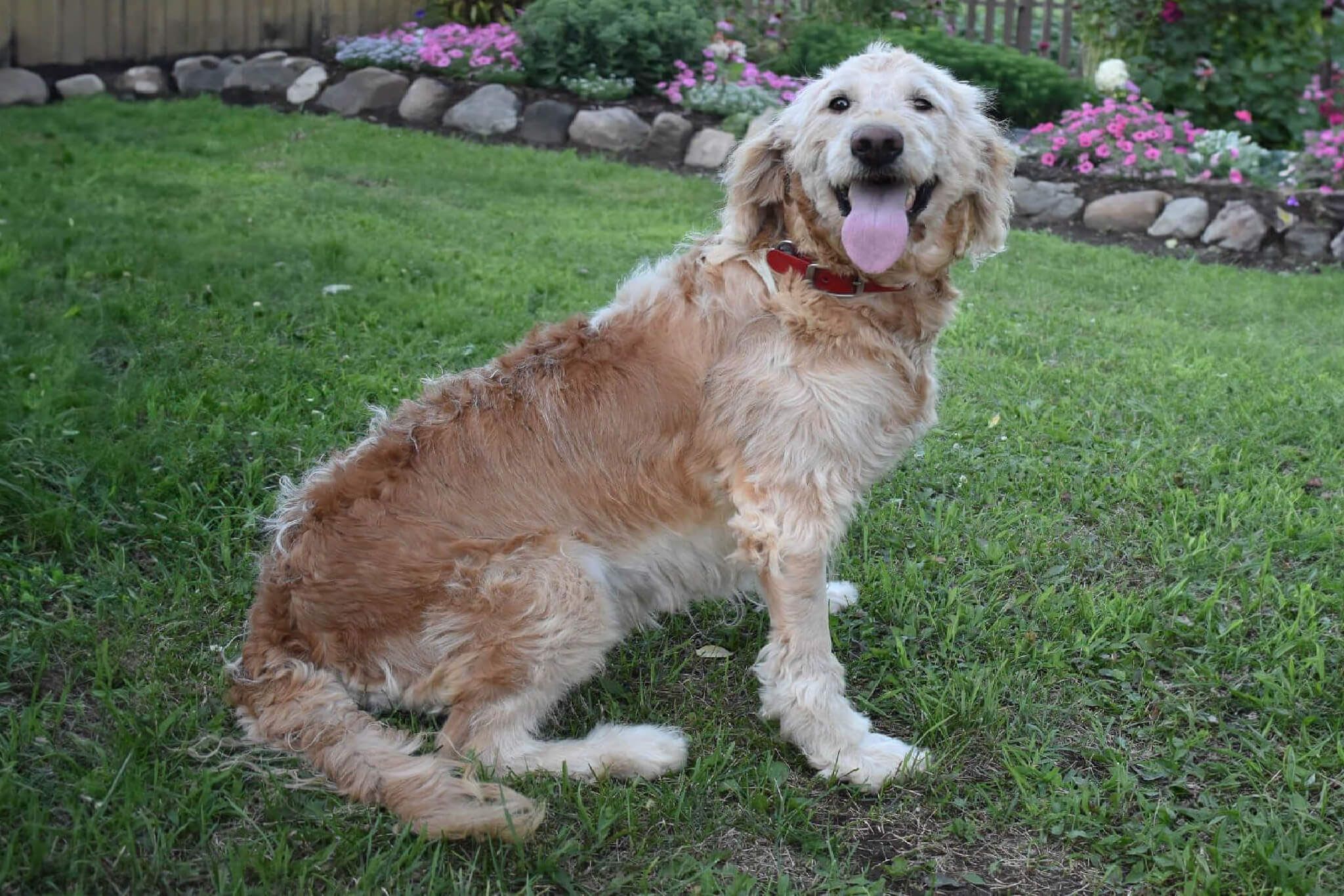 Golden Retriever female