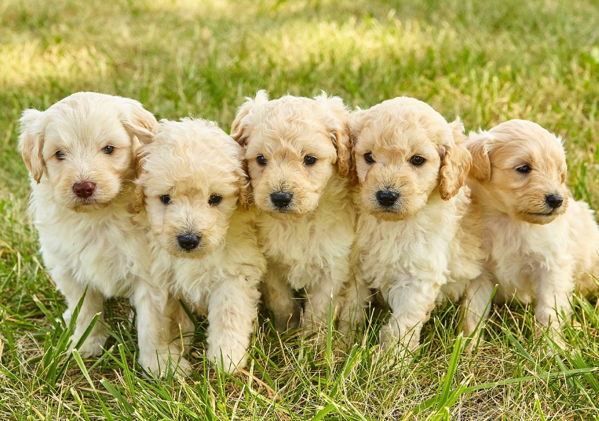 A group of Mini Goldendoodle puppies sitting in a row