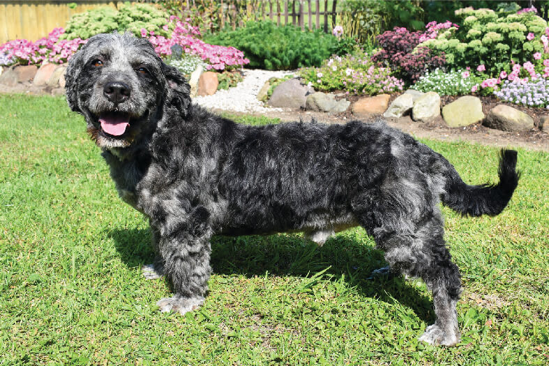 Mini Bernedoodle male