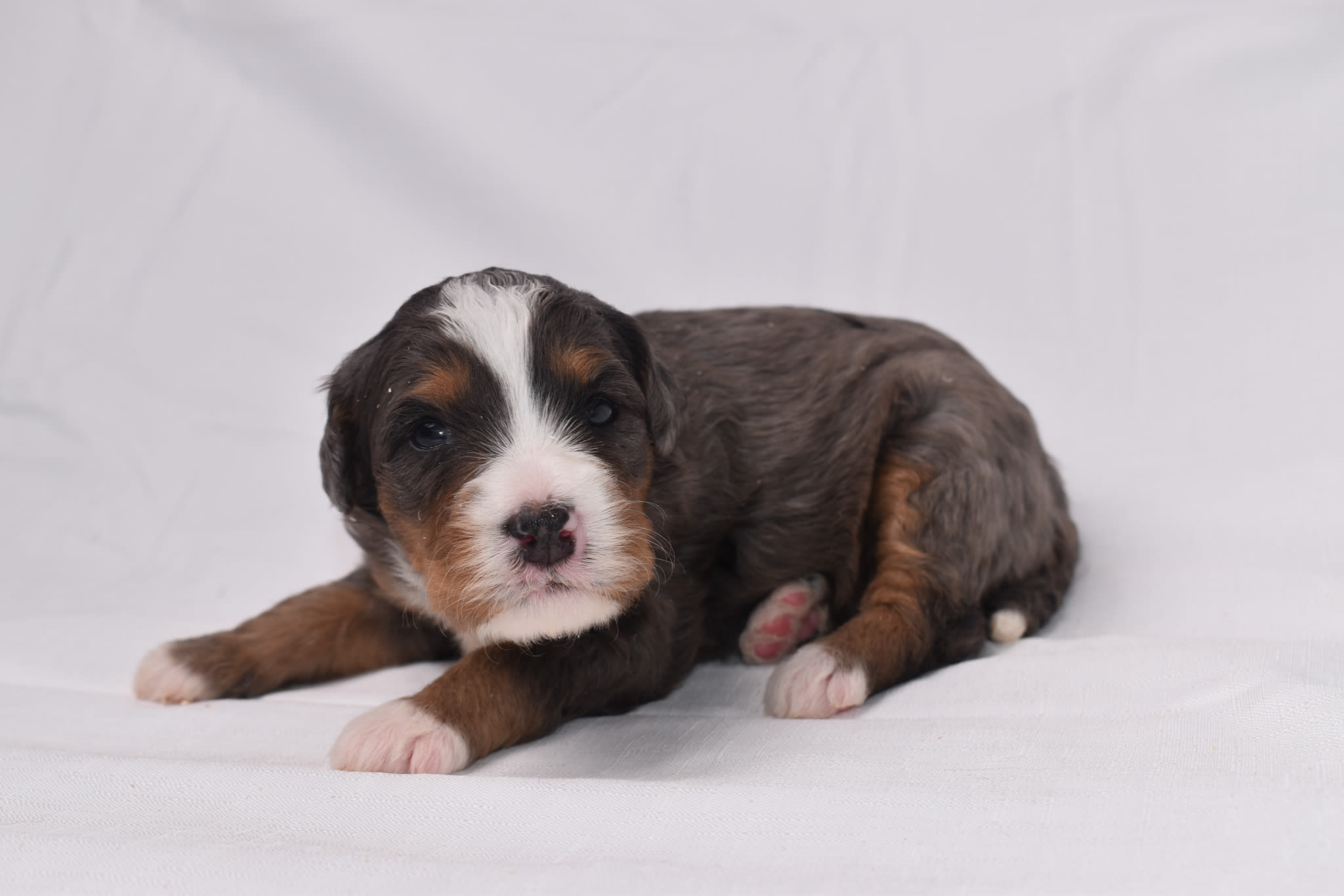 Mini Bernedoodle puppy