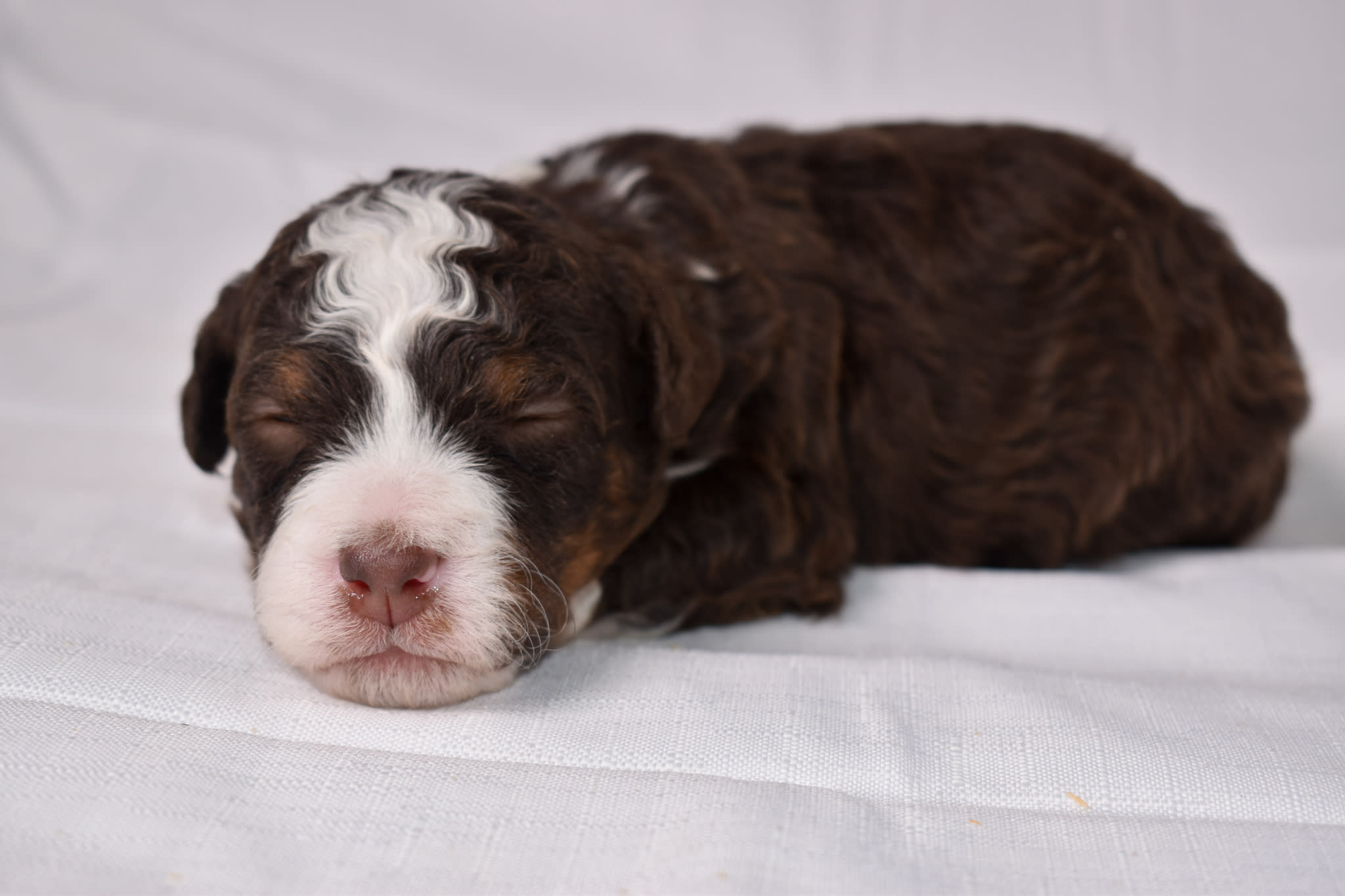 Mini Bernedoodle puppy