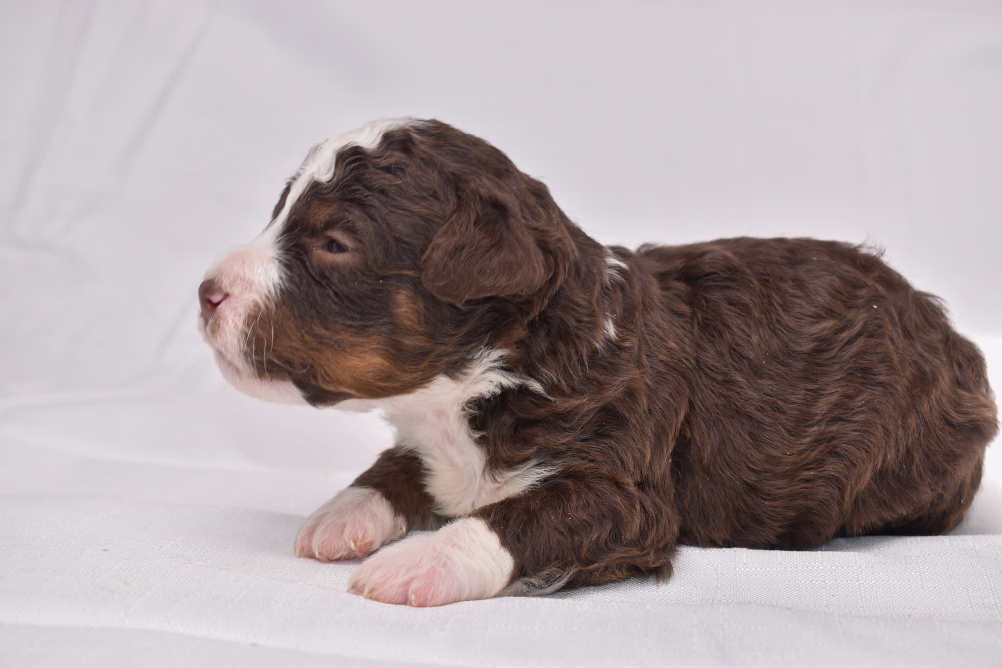 Mini Bernedoodle puppy