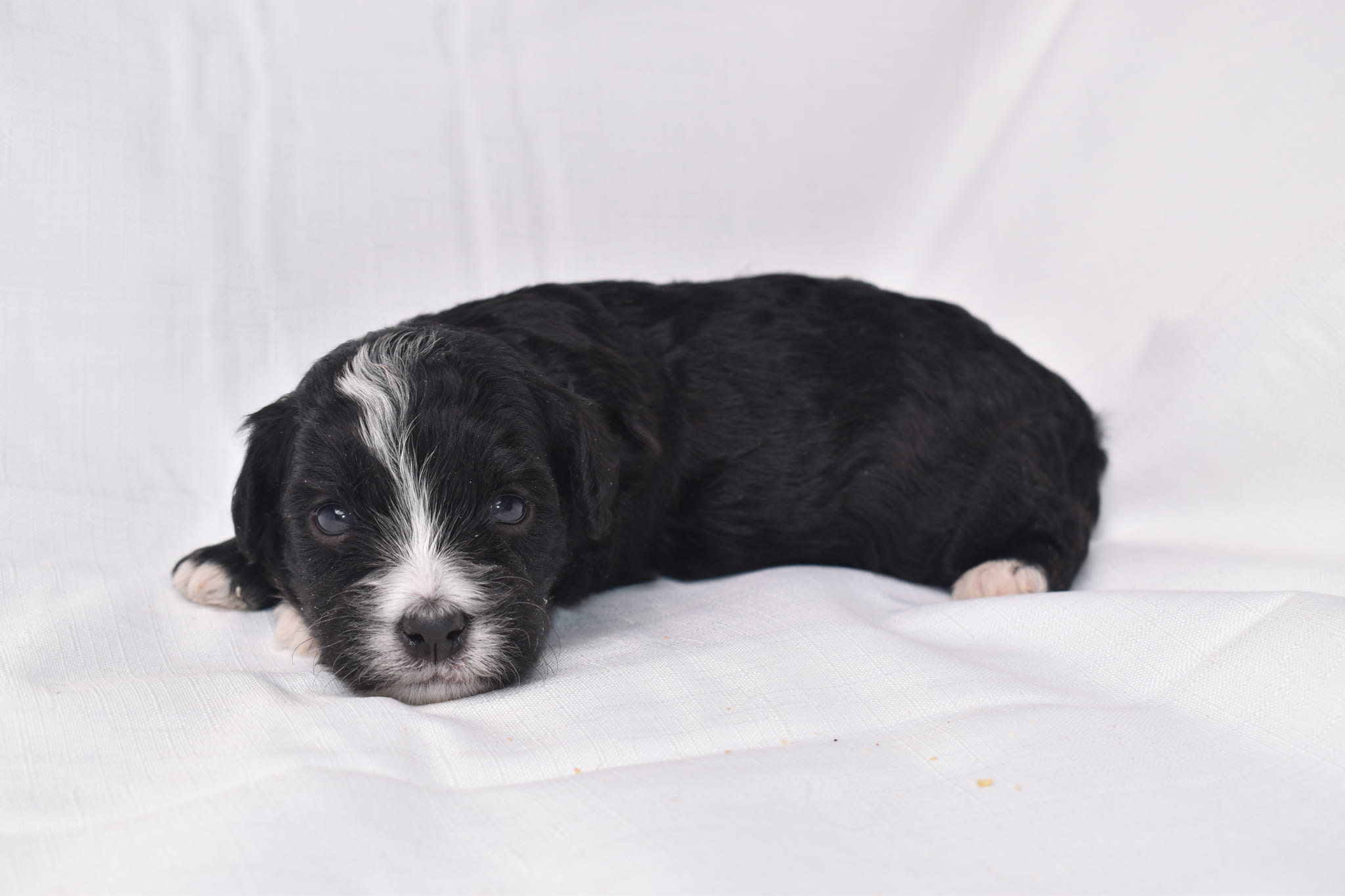 Mini Bernedoodle puppy