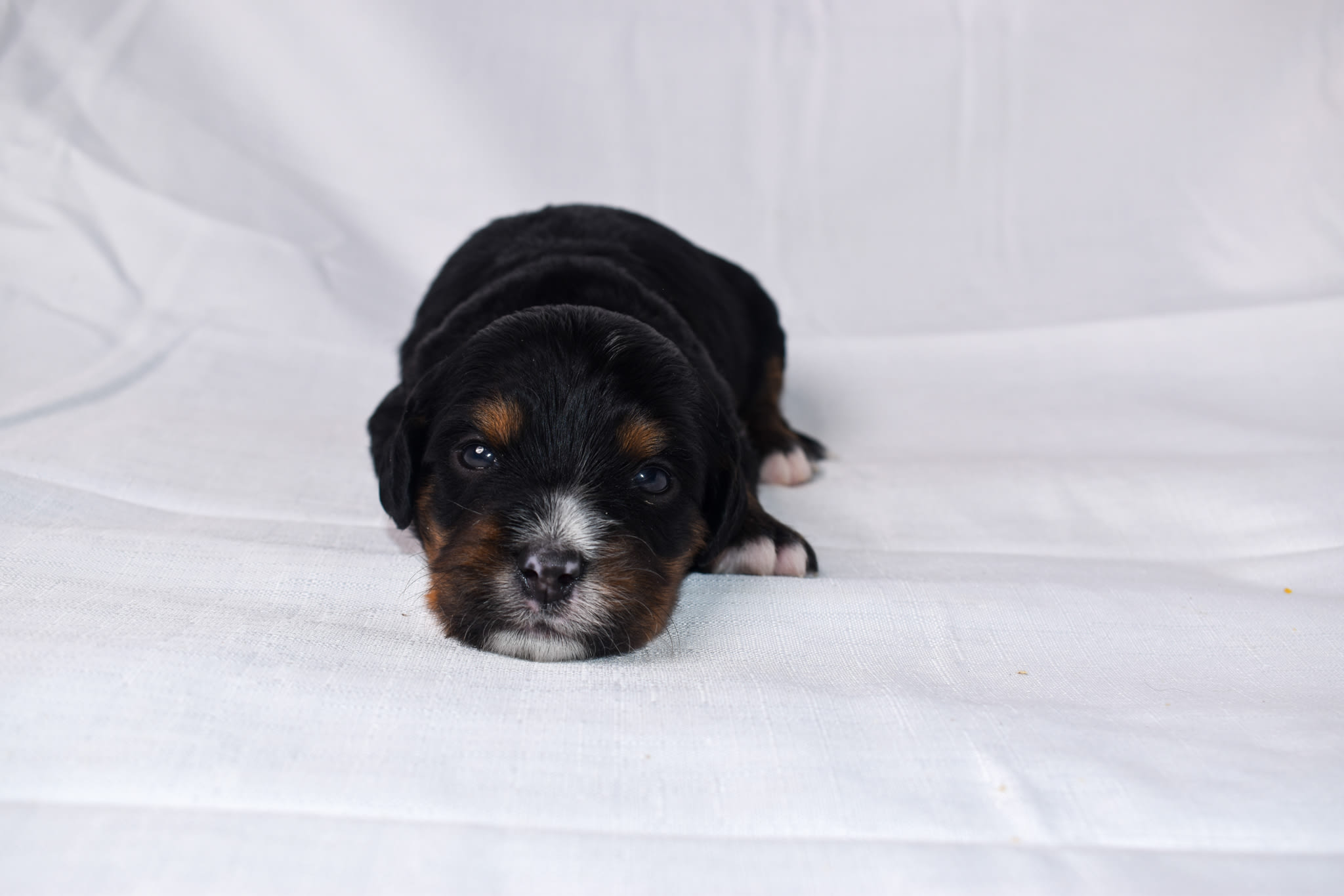 Mini Bernedoodle puppy