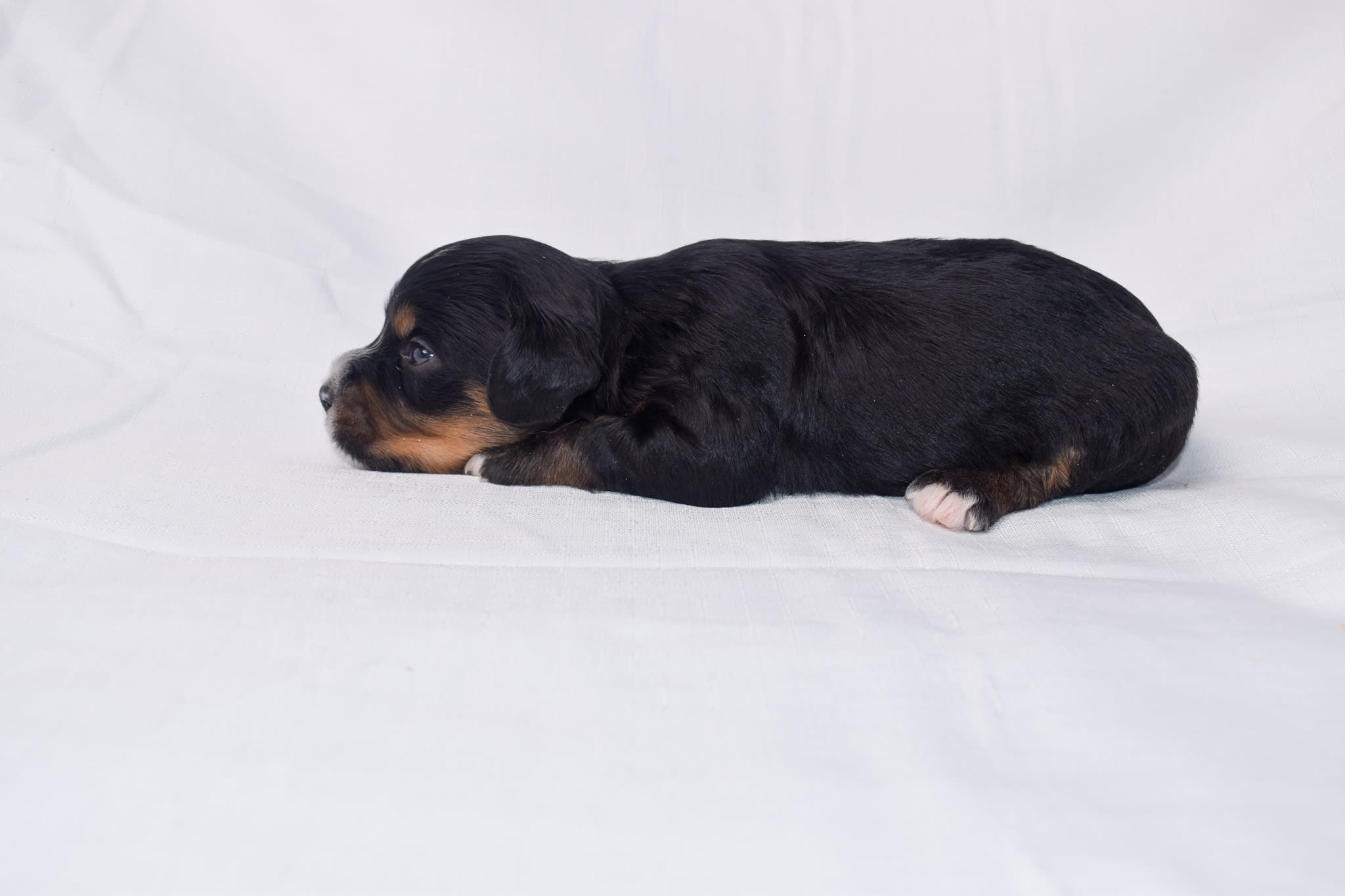 Mini Bernedoodle puppy