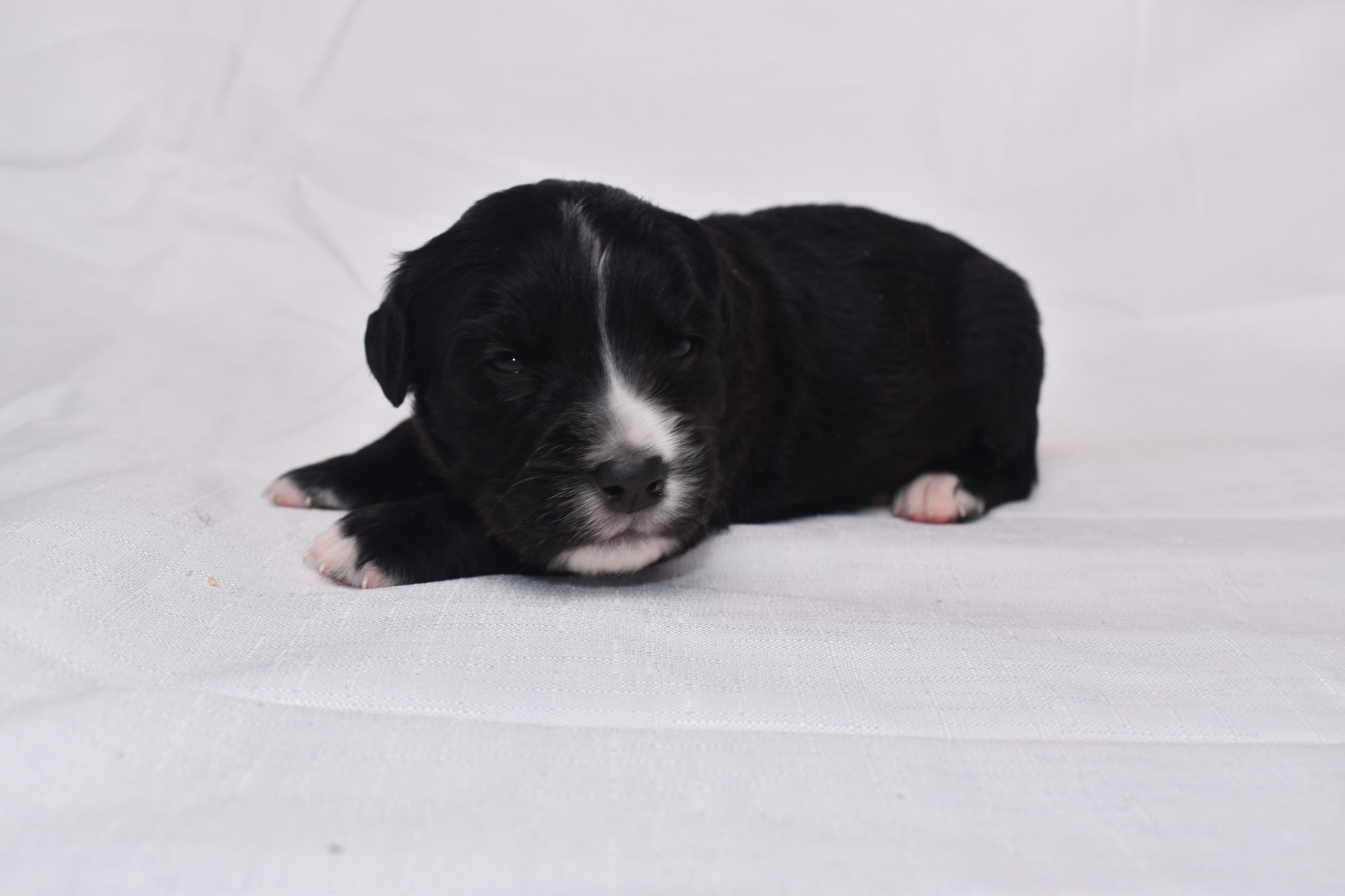 Mini Bernedoodle puppy