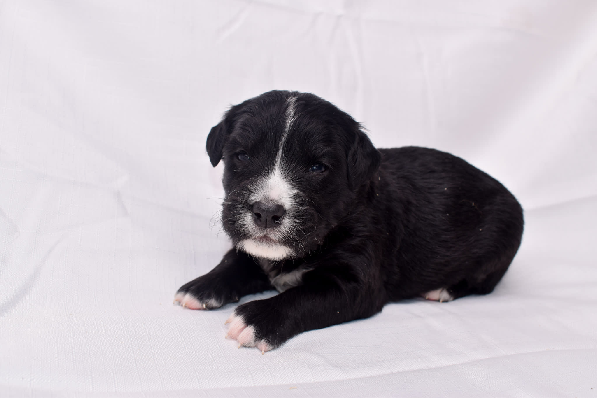 Mini Bernedoodle puppy