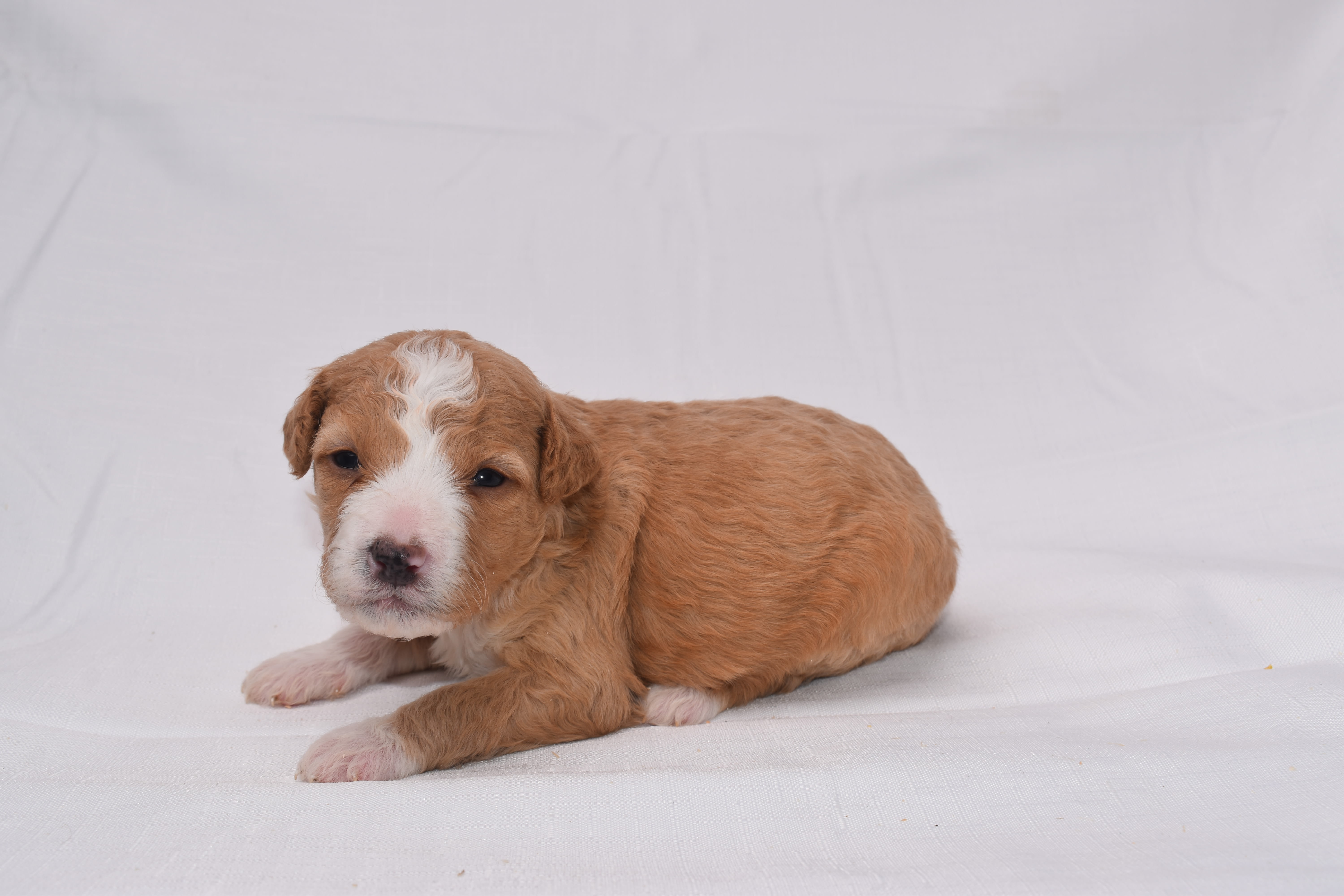 Mini Bernedoodle puppy